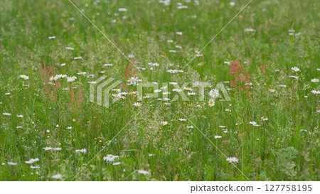 A Vibrant Flowering Meadow Filled with Colorful Blooms in the Beautiful Springtime A Vibrant Flowering Meadow Filled with Colorful Blooms in the Beautiful Springtime 127758195