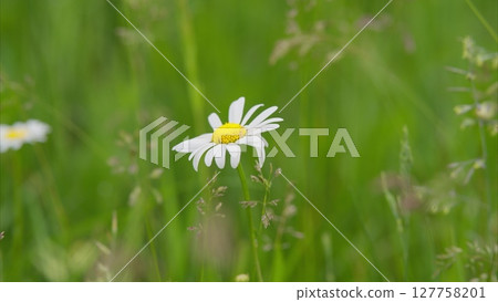 A Beautiful White Daisy Flourishing in a Lush and Vibrant Green Field of Natures Beauty 127758201