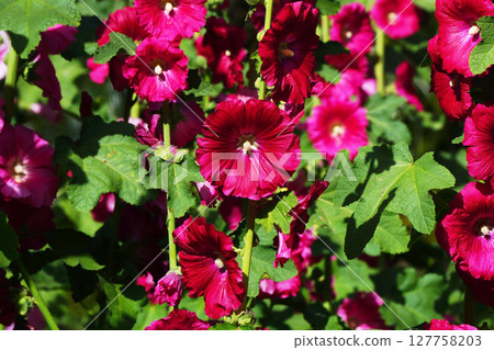 beautiful hollyhock flower or althaea flower beautiful hollyhock flower or althaea flower 127758203