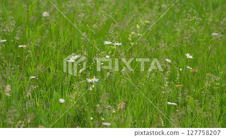A Vibrant and Lively Meadow of Colorful Wildflowers Blooming Beautifully in Springtime 127758207