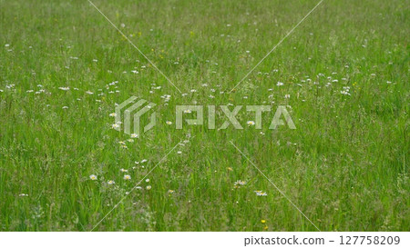 A Vibrant Green Meadow Filled with Wildflowers in Bloom, Creating a Breathtaking Scene 127758209