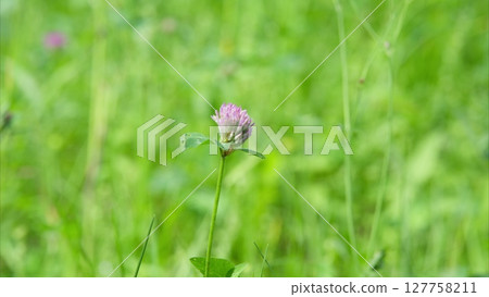 A Beautiful Pink Clover Flower is Beautifully Growing in the Lush Green Grass of a Wide Meadow A Beautiful Pink Clover Flower is Beautifully Growing in the Lush Green Grass of a Wide Meadow 127758211