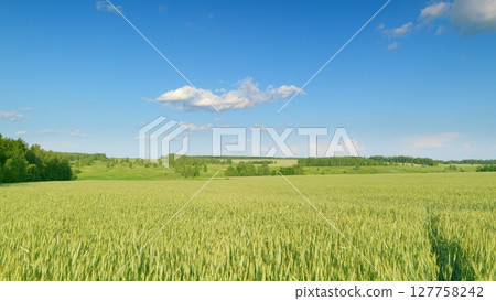 A Beautiful Lush Green Wheat Field Spreading Out Underneath a Clear and Bright Blue Sky 127758242