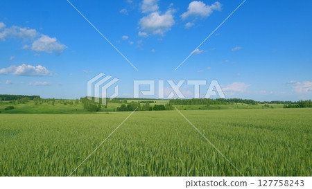 Expansive Vast Green Fields Stretching Under a Bright and Radiant Blue Sky Above 127758243