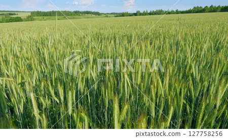 A Beautiful, Lush Green Wheat Field Sprawls Under a Clear, Bright Sky with No Clouds A Beautiful, Lush Green Wheat Field Sprawls Under a Clear, Bright Sky with No Clouds 127758256