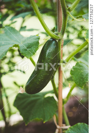 Growing cucumber on the shrub in the garden, summer vegetable garden 127758257