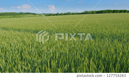 A Vast and Lush Green Wheat Field Beautifully Spread Out Beneath a Clear Blue Sky Above A Vast and Lush Green Wheat Field Beautifully Spread Out Beneath a Clear Blue Sky Above 127758263