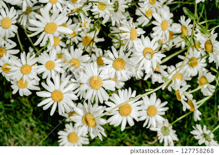 Chamomile daisy flowers closeup in the wind. Herbal flower, medicinal and cosmetic purposes Chamomile daisy flowers closeup in the wind. Herbal flower, medicinal and cosmetic purposes 127758268