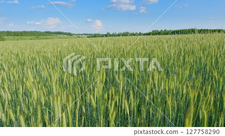A Vibrant, Lush Green Wheat Field Extends Across the Land Beneath a Clear, Beautiful Blue Sky A Vibrant, Lush Green Wheat Field Extends Across the Land Beneath a Clear, Beautiful Blue Sky 127758290