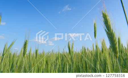 A Stunningly Beautiful Green Wheat Field That Stretches Under A Clear, Bright Blue Sky 127758316