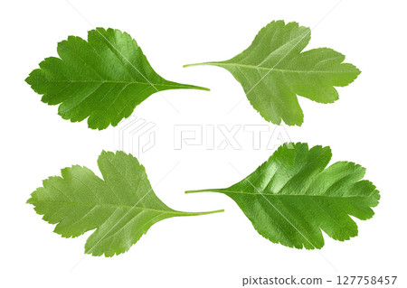 Green leaves of hawthorn berries isolated on white background. Top view. Flat lay. 127758457
