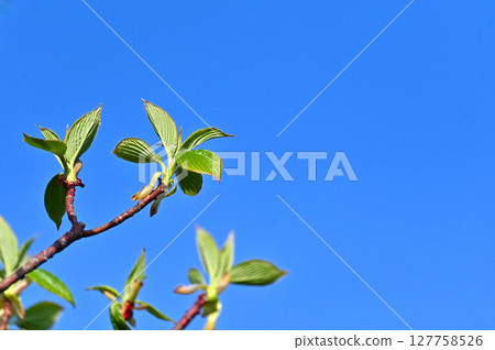 嫩葉在春天藍色的天空下閃閃發光 嫩葉在春天藍色的天空下閃閃發光 127758526