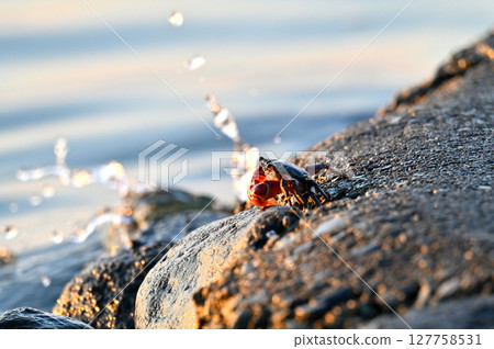 岸邊出現的螃蟹 岸邊出現的螃蟹 127758531