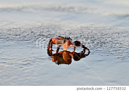 吃螃蟹 127758532