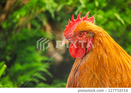 Proud rooster standing alert in a sunlit garden, its red comb and orange plumage shining against a background of vibrant green foliage 127758558