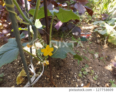 我家的黃瓜臨近收穫時間 我家的黃瓜臨近收穫時間 127758609