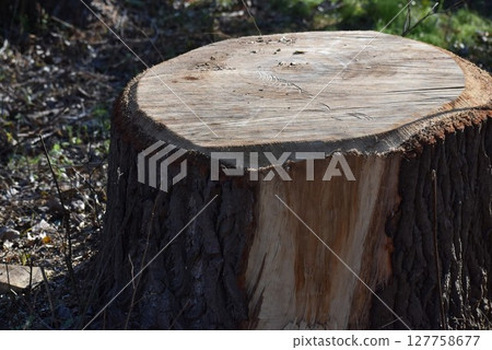 Stump after felling a large tree Stump after felling a large tree 127758677