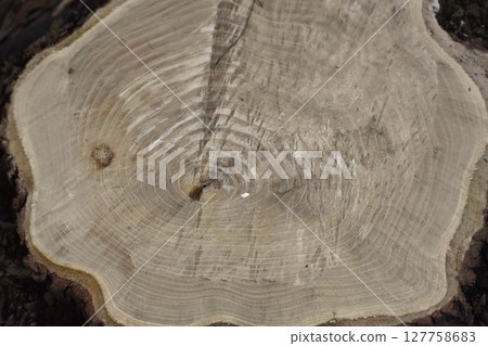 砍倒大樹後的樹樁 127758683