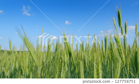 A Lush Green Field Spreading Out Under a Beautiful Blue Sky Stretching Overhead With Clouds A Lush Green Field Spreading Out Under a Beautiful Blue Sky Stretching Overhead With Clouds 127758751