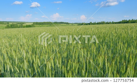 A Vast Green Wheat Field Stretching Out Majestically Under a Clear and Bright Blue Sky Above A Vast Green Wheat Field Stretching Out Majestically Under a Clear and Bright Blue Sky Above 127758754