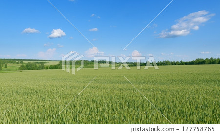 Expansive Green Fields Stretching Under a Beautiful Clear Blue Sky Above, Full of Life 127758765