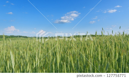 A Beautiful and Vibrant Lush Green Wheat Field Spreading Under a Bright and Clear Blue Sky 127758771
