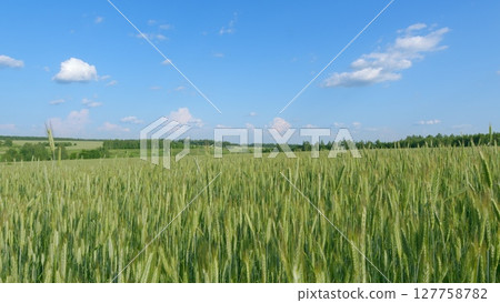 A Vast and Lush Green Wheat Field Extends Beneath a Bright Blue Sky Filled with Clouds A Vast and Lush Green Wheat Field Extends Beneath a Bright Blue Sky Filled with Clouds 127758782