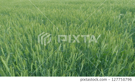 A Vast, Lush Green Wheat Field Thats Perfectly Ready for the Upcoming Harvest Season 127758796