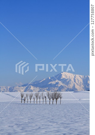 雪域的哈薩樹·越後Miyama雪景 127758807