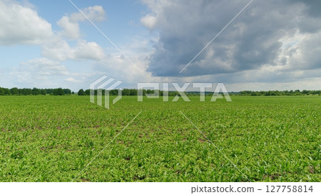 A Beautiful and Lush Green Agricultural Field Stretching Beneath a Dramatic Cloudy Sky 127758814