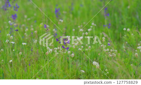 A Vibrant and Colorful Wildflower Field in Springtime Filled with Beauty and Light A Vibrant and Colorful Wildflower Field in Springtime Filled with Beauty and Light 127758829