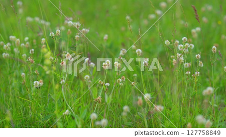 A Serene and Picturesque Green Field Adorned with Beautiful Wildflowers in Full Bloom A Serene and Picturesque Green Field Adorned with Beautiful Wildflowers in Full Bloom 127758849