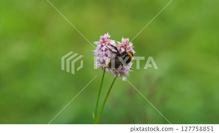 A CloseUp Nature Scene Featuring a Bee Pollinating a Beautiful Flower in Full Bloom 127758851
