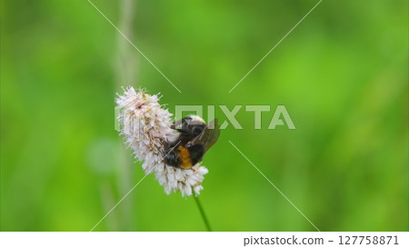 A Bumblebee Gently Pollinating a Vibrant Flower in a Lush Green Field of Natures Beauty 127758871