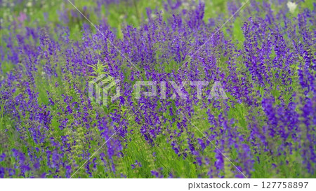 A Stunningly Vibrant Purple Flower Field in Full Bloom Bestows Scenic Beauty Everywhere A Stunningly Vibrant Purple Flower Field in Full Bloom Bestows Scenic Beauty Everywhere 127758897