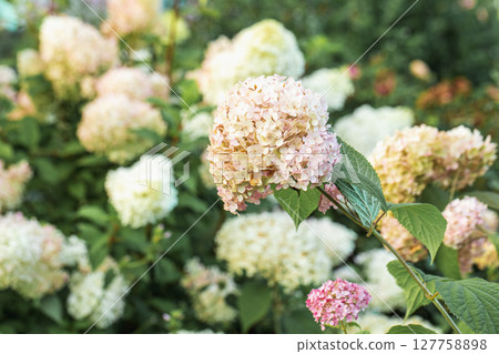 Hydrangea arborescens Candybelle Lollypop (Bubblegum) flowers in garden 127758898