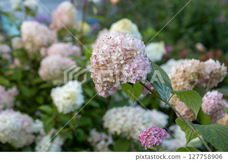 Hydrangea arborescens Candybelle Lollypop (Bubblegum) flowers in garden Hydrangea arborescens Candybelle Lollypop (Bubblegum) flowers in garden 127758906