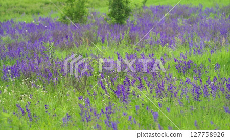 Vibrant purple wildflowers bloom beautifully in a lush green meadow, showcasing natures diversity 127758926