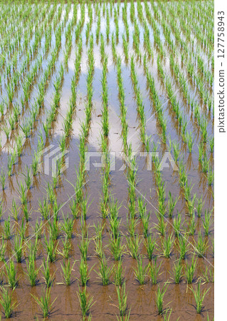 水稻種植後的稻田 127758943