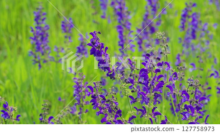 Vibrant and Beautiful Purple Flowers Blooming in a Lush Green Field of Natures Beauty Vibrant and Beautiful Purple Flowers Blooming in a Lush Green Field of Natures Beauty 127758973