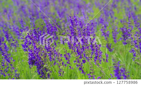 Purple Wildflower Fields are in full bloom, showcasing natures beauty and biodiversity Purple Wildflower Fields are in full bloom, showcasing natures beauty and biodiversity 127758986