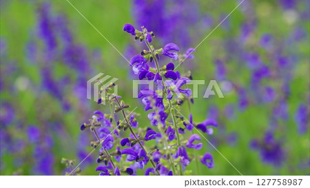 Vibrant Purple Wildflowers are in Full Bloom and Present an Amazing Sight to Behold Vibrant Purple Wildflowers are in Full Bloom and Present an Amazing Sight to Behold 127758987