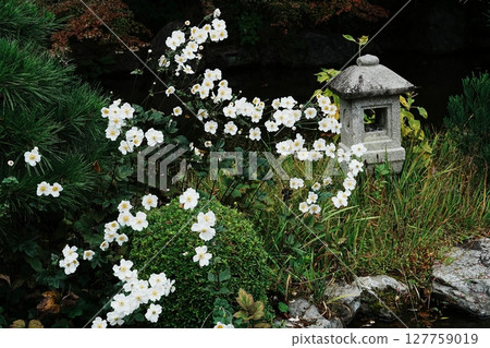 秋菊在禪寶寺內庭盛開 127759019
