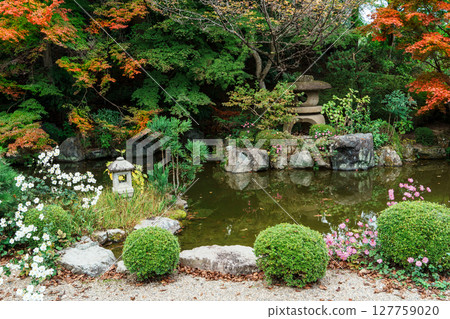 Autumn chrysanthemums bloom in the garden of the inner sanctuary of Zenbouji Temple 127759020