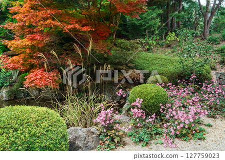 秋菊在禪寶寺內庭盛開 秋菊在禪寶寺內庭盛開 127759023