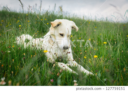 A light dog in the lawn A light dog in the lawn 127759151
