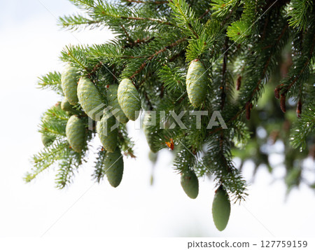 Green cones of fir tree Green cones of fir tree 127759159