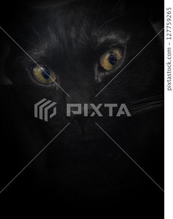 透過動物表達的細膩而心理的形象 透過動物表達的細膩而心理的形象 127759265