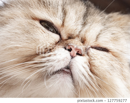 Psychological images of human relationships expressed through animals 127759277