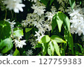  白花 127759383